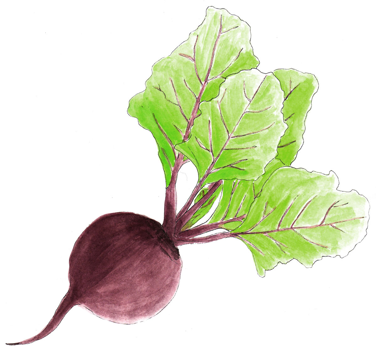 Gem&uuml;se-Kiste mit frischem Bio-Gem&uuml;se
